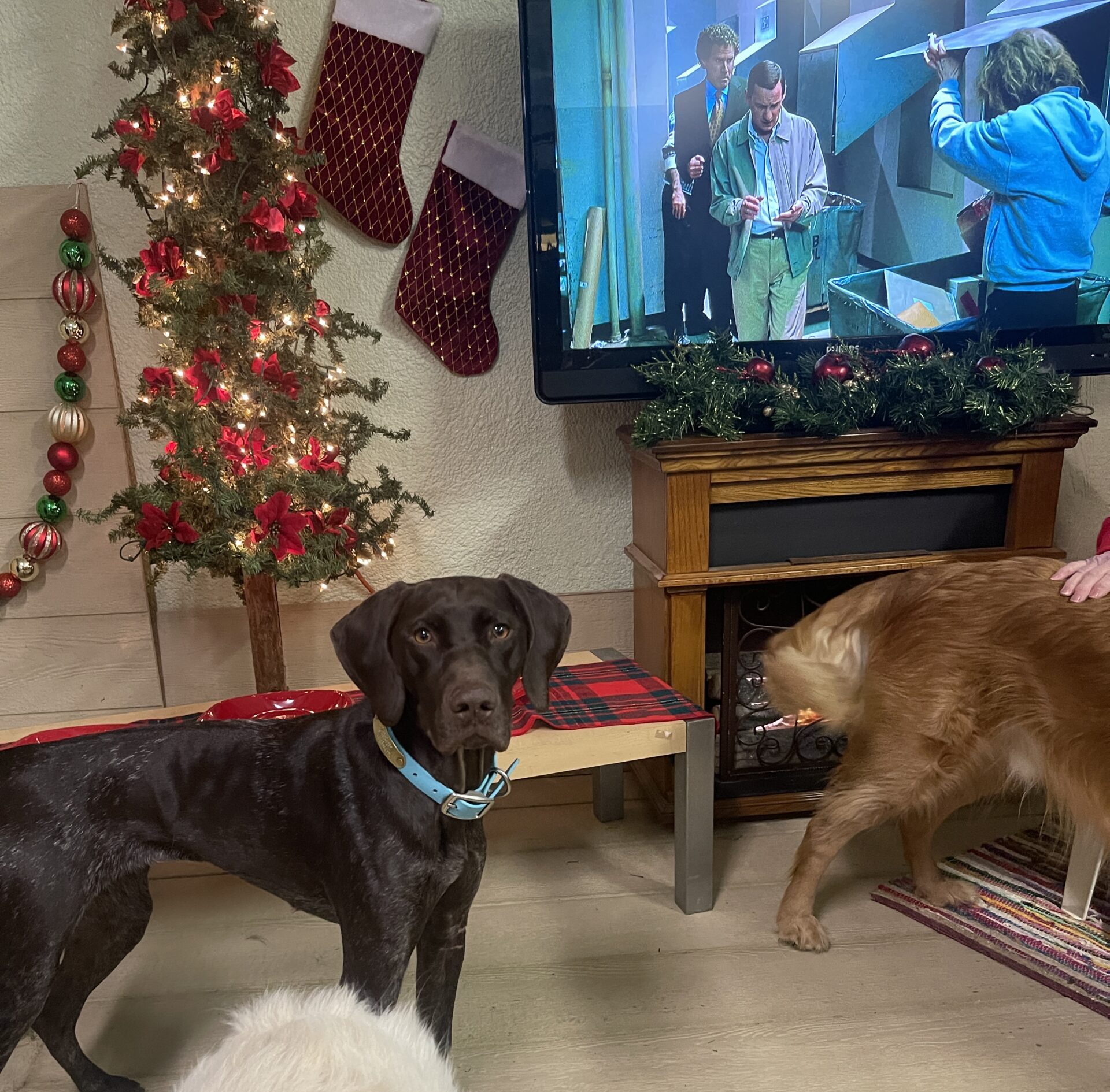 Howliday Pawty at Luxury Unleashed