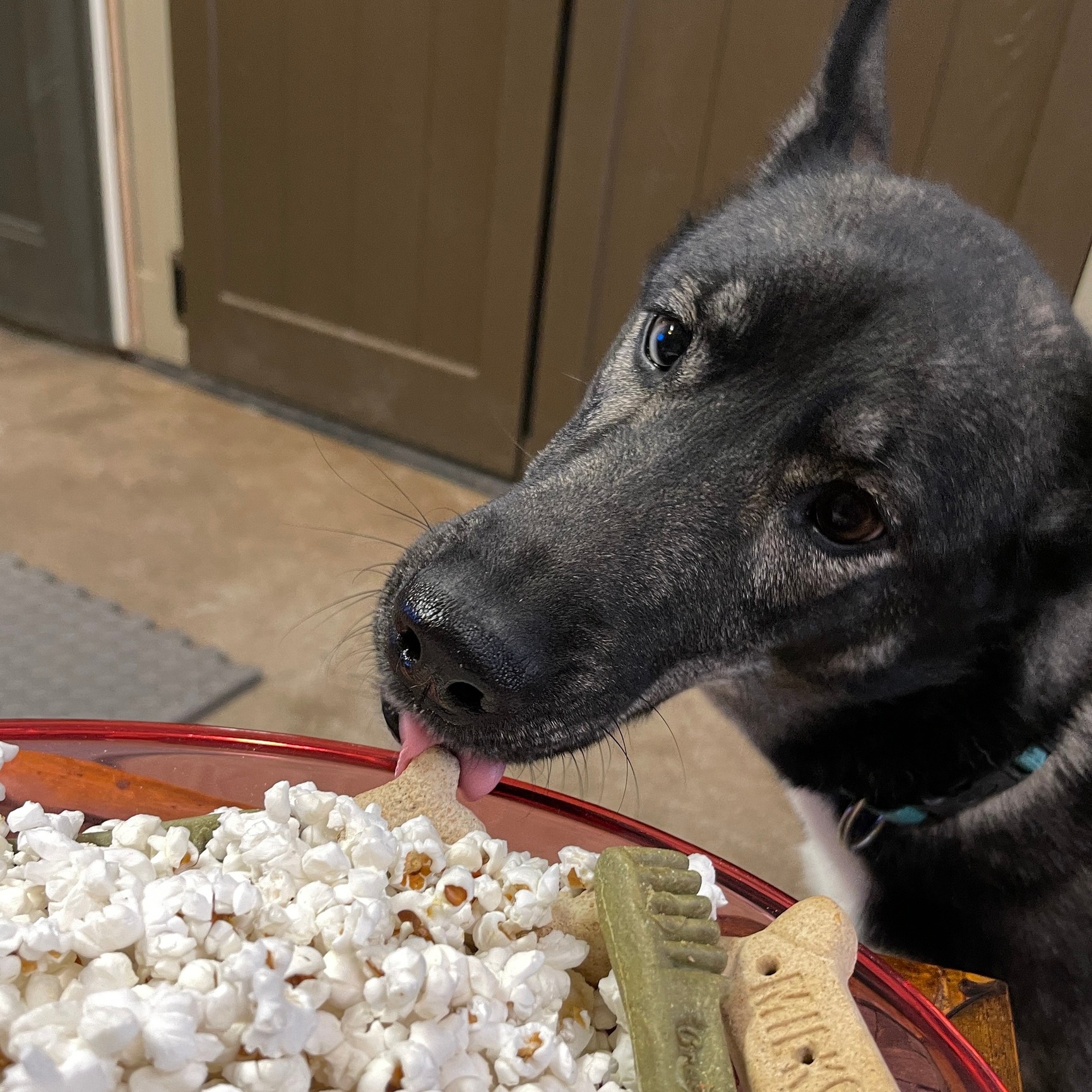 Movie night with pupcorn at Luxury Unleashed