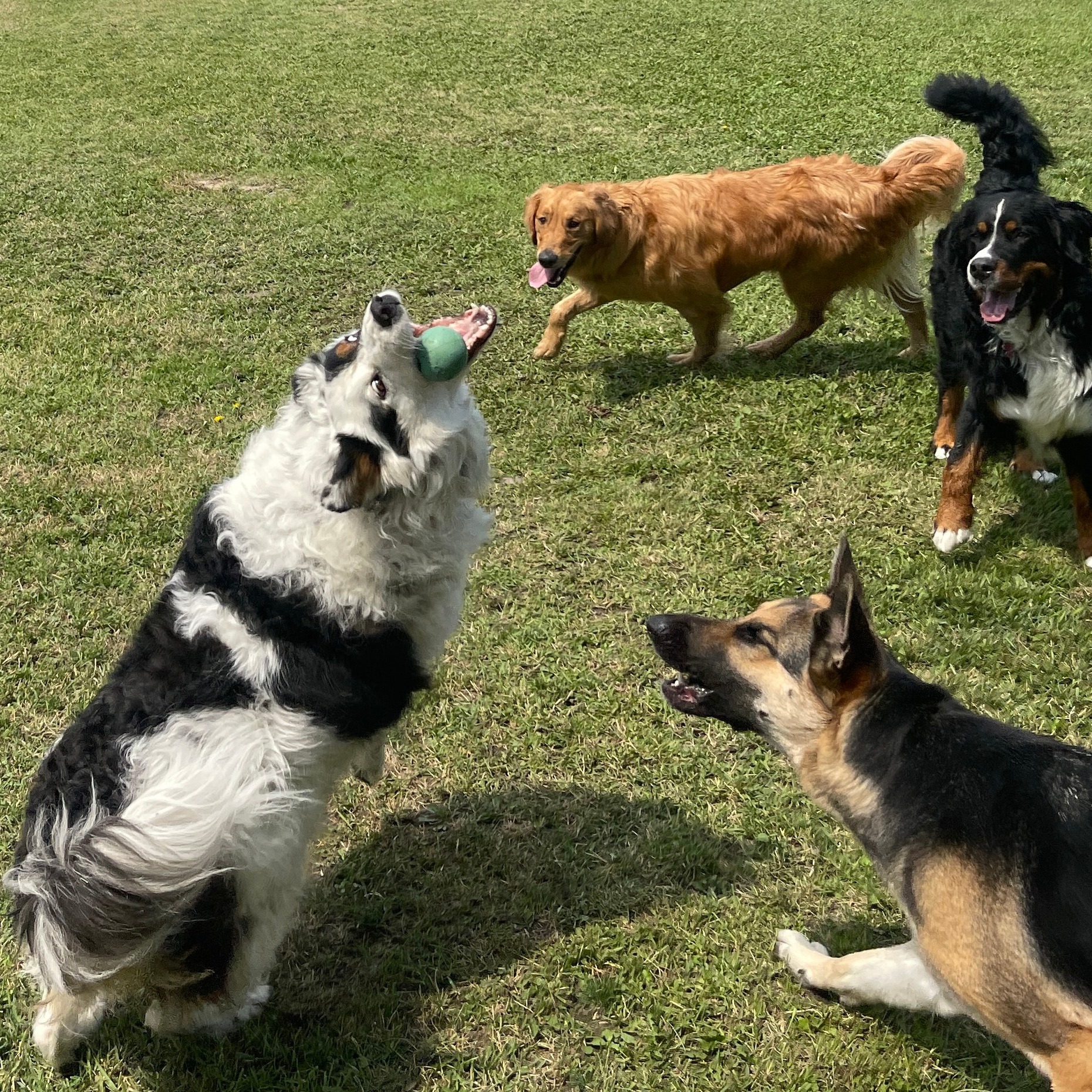 Dogs playing in the yard on Playcare Thursday